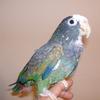 White Caped Pionus 