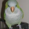Quaker Parakeet also known as Monk Parakeet
